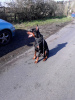 Photo №1. dobermann - à vendre en ville de Berlin | 284€ | Annonce №70908