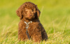 Photo №1. labradoodle - à vendre en ville de Berlin | 260€ | Annonce №101237