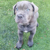 Photo №1. cane corso - à vendre en ville de Munich | Gratuit | Annonce №111324