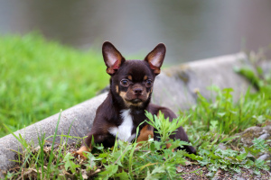 Photo №1. chihuahua - à vendre en ville de Saint-Pétersbourg | Négocié | Annonce №3420