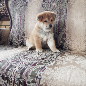 Photo №2 de l'annonce № 4707 de la vente shiba - acheter à Fédération de Russie annonce privée