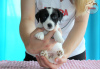 Photo №4. Je vais vendre jack russell terrier en ville de Paniówki. éleveur - prix - 1500€