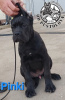 Photos supplémentaires: Chiots Cane Corso