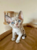 Photo №1. devon rex - à vendre en ville de Munich | 350€ | Annonce № 112420