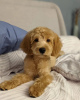 Photo №1. labradoodle - à vendre en ville de Братислава | Gratuit | Annonce №118203