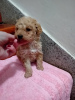 Photo №3. Chiots Maltipoo. Serbie