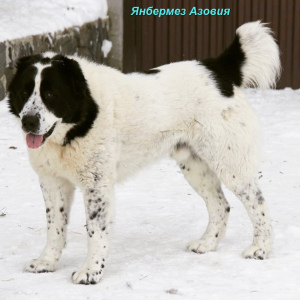 Photos supplémentaires: Chien de berger d'Asie centrale mâle