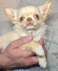 Photo №3. Adorable chiot chihuahua. Allemagne