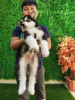 Photo №1. malamute de l'alaska - à vendre en ville de Berlin | négocié | Annonce №39130