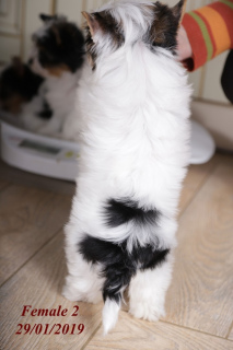 Photo №3. Des chiots chics de Biver Yorkshire Terrier sont proposés à la vente.. Ukraine