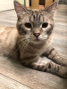 Photos supplémentaires: Mura est un jeune chat imposant, au pelage rose et au sang bleu.