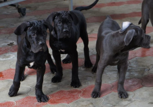 Photos supplémentaires: Chiots Cane Corso à vendre