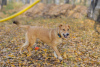 Photo №2 de l'annonce № 29509 de la vente chien bâtard - acheter à Fédération de Russie de l'abri
