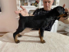 Photo №3. Chiots DOBERMAN. Serbie