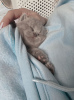 Photos supplémentaires: Beaux bébés bleus britanniques à poil court