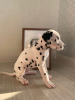 Photo №4. Je vais vendre dalmatien en ville de Rome. de la fourrière - prix - 385€