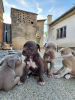 Photos supplémentaires: Chiots pitbull terrier américain