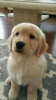 Photo №4. Je vais vendre golden retriever en ville de Texas City. annonce privée - prix - Gratuit