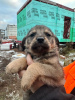 Photos supplémentaires: Les bébés chiots recherchent de toute urgence un foyer !