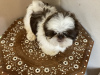 Photo №1. shih tzu - à vendre en ville de Cologne | Gratuit | Annonce №95917