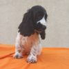 Photos supplémentaires: Chiots Cocker Anglais