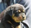 Photos supplémentaires: Chiot rottweiler - Viana Tanarotti