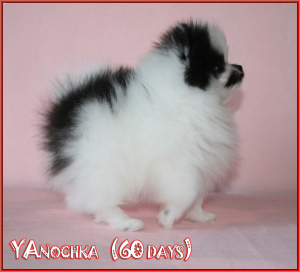 Photo №4. Je vais vendre spitz nain en ville de Москва. de la fourrière - prix - négocié