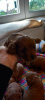 Photos supplémentaires: Cavapoo pappy génération f1