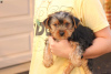 Photo №3. Adorables Yorkshire Terriers miniatures -. Allemagne