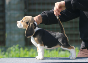 Photo №1. beagle - à vendre en ville de Minsk | 638€ | Annonce №2906
