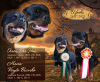 Photo №1. rottweiler - à vendre en ville de Stavropol | 399€ | Annonce №13238