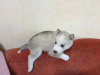 Photo №3. Chiots husky de race pure à vendre. Ukraine