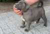 Photo №2 de l'annonce № 57964 de la vente american bully - acheter à Pologne annonce privée, éleveur