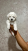 Photo №1. bichon à poil frisé - à vendre en ville de Krasnoyarsk | 862€ | Annonce №106832