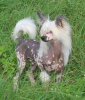Photo №2 de l'annonce № 105361 de la vente chien chinois à crête - acheter à Allemagne éleveur