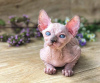 Photo №1. sphynx - à vendre en ville de Berlin | 400€ | Annonce № 123427