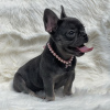 Photo №1. bouledogue - à vendre en ville de Georgetown | négocié | Annonce №109920