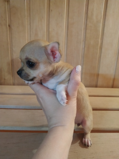 Photo №3. Fille Chihuahua. Biélorussie