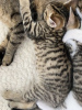 Photo №3. Chaton Ocicat, ekh mix. Allemagne