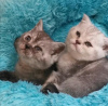 Photo №3. CHATONS SCOTTISH FOLD. USA