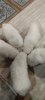 Photos supplémentaires: Chiots samoyèdes blancs moelleux