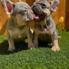 Photo №3. Beaux chiots bouledogue français Business WhatsApp 37256062792. La finlande