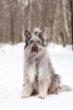 Photos supplémentaires: Un beau chien entre de bonnes mains.