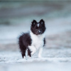 Photo №2 de l'annonce № 99454 de la vente shetland (chien) - acheter à Allemagne annonce privée, de la fourrière, de l'abri