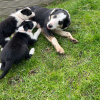 Photo №2 de l'annonce № 42513 de la vente border collie - acheter à Allemagne annonce privée