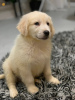 Photo №2 de l'annonce № 30308 de la vente golden retriever - acheter à Pologne annonce privée