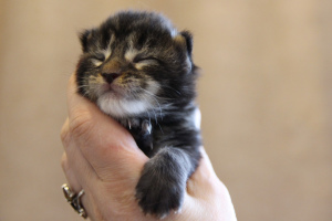 Photo №3. Kennel Good LodMein propose des chatons de la race MAIN KUN d'âges. Fédération de Russie