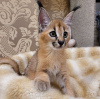 Photo №3. caracal and caracat kitten available. USA