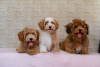 Photos supplémentaires: Chiots bichon havanais