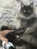 Photo №2 de l'annonce № 115139 de la vente maine coon - acheter à Fédération de Russie annonce privée